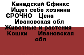 Канадский Сфинкс Ищет себе хозяина СРОЧНО › Цена ­ 5 000 - Ивановская обл. Животные и растения » Кошки   . Ивановская обл.